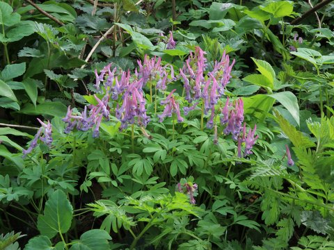 EXCURSIE STINSENPLANTEN – zaterdag 11 april