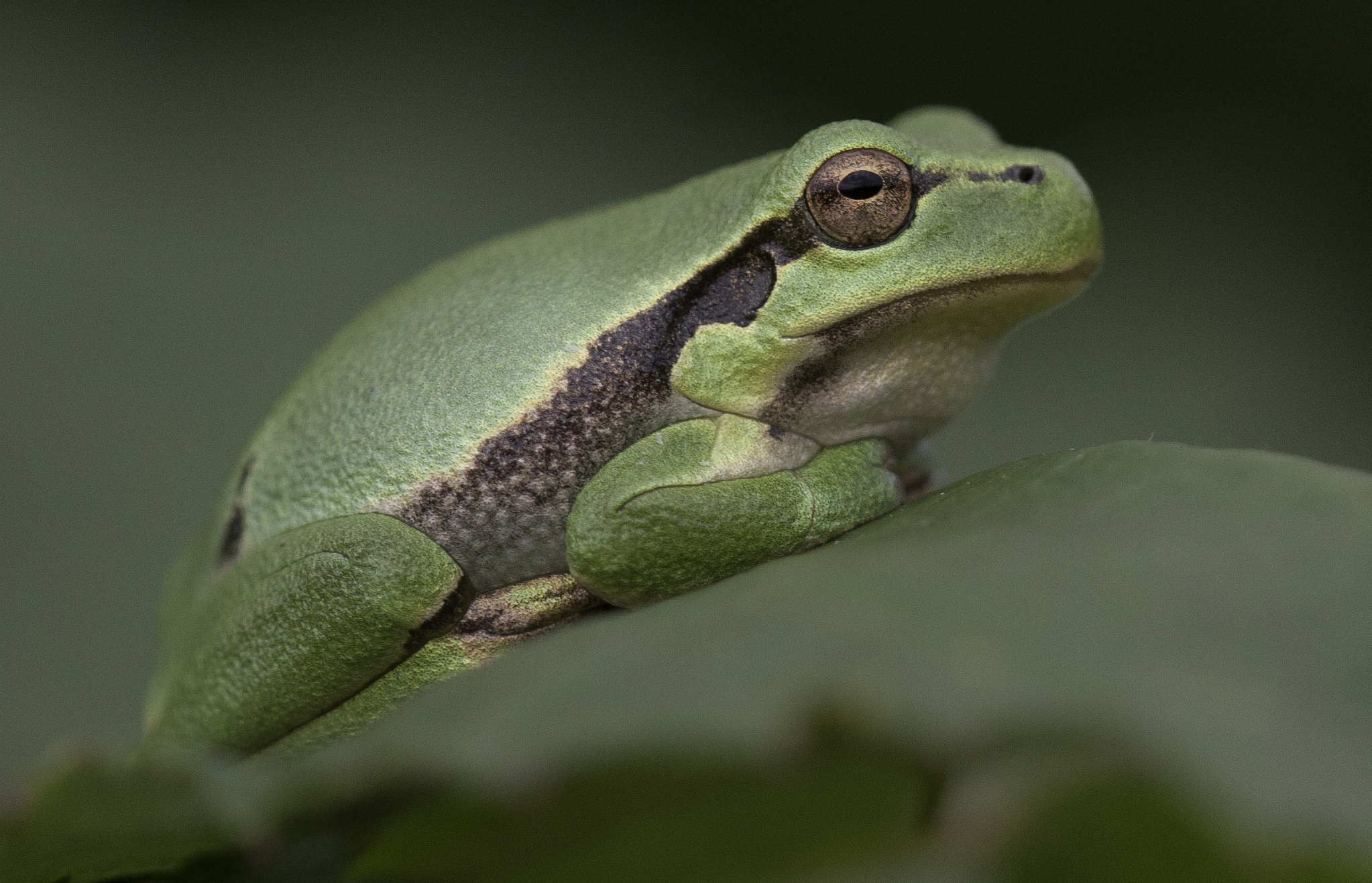 Amfibieën en reptielen in Drenthe door Edo van Uchelen.